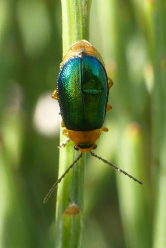 Réf. 290 352 : Sermylassa halensis
